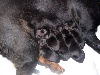  - chiots beaucerons!!!!!!!!