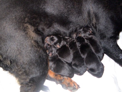 du Royaume de Nam Anh - chiots beaucerons!!!!!!!!